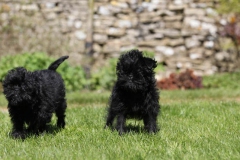 Affenpinscher