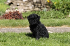 Affenpinscher