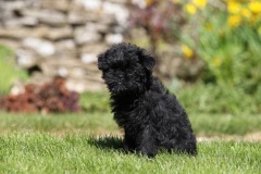 Affenpinscher