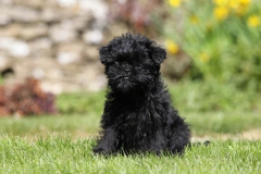 Affenpinscher