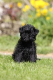 Affenpinscher