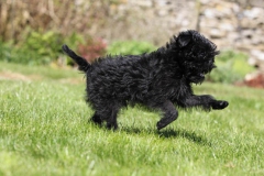 Affenpinscher