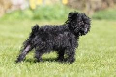 Affenpinscher