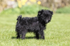 Affenpinscher