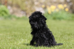 Affenpinscher