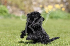 Affenpinscher