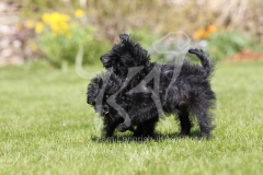 Affenpinscher