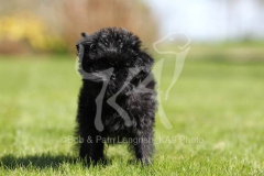 Affenpinscher