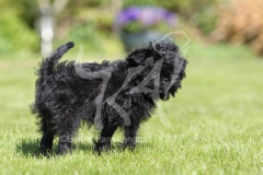 Affenpinscher