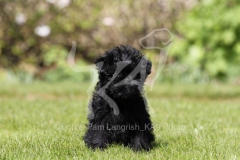 Affenpinscher