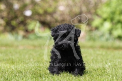 Affenpinscher