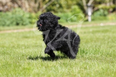 Affenpinscher