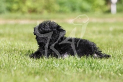 Affenpinscher