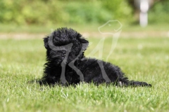 Affenpinscher