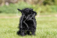 Affenpinscher