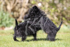 Affenpinscher