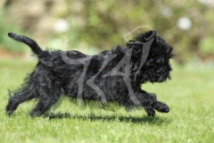 Affenpinscher