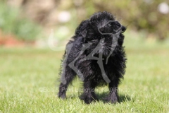 Affenpinscher