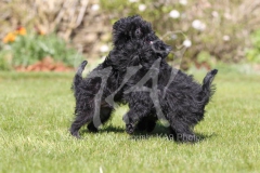 Affenpinscher