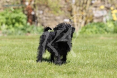 Affenpinscher