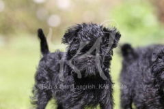 Affenpinscher