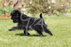 Affenpinscher