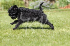 Affenpinscher