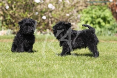 Affenpinscher