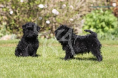 Affenpinscher