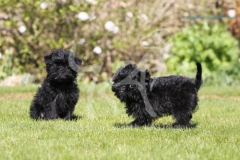 Affenpinscher