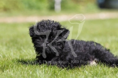 Affenpinscher