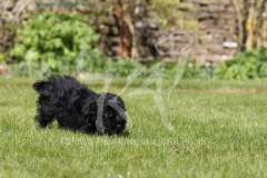 Affenpinscher