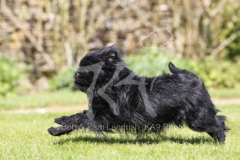 Affenpinscher