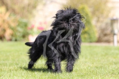 Affenpinscher