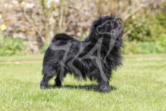 Affenpinscher