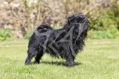 Affenpinscher