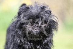 Affenpinscher