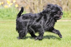 Affenpinscher