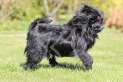 Affenpinscher