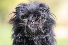 Affenpinscher