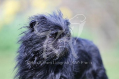 Affenpinscher