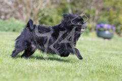 Affenpinscher