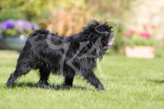 Affenpinscher