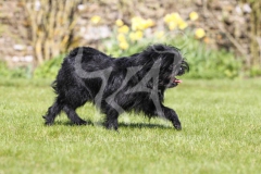 Affenpinscher