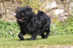 Affenpinscher