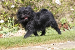 Affenpinscher