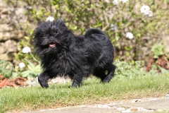 Affenpinscher