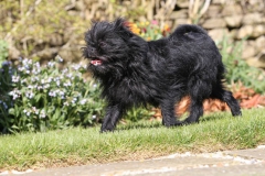 Affenpinscher