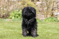 Affenpinscher