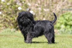 Affenpinscher